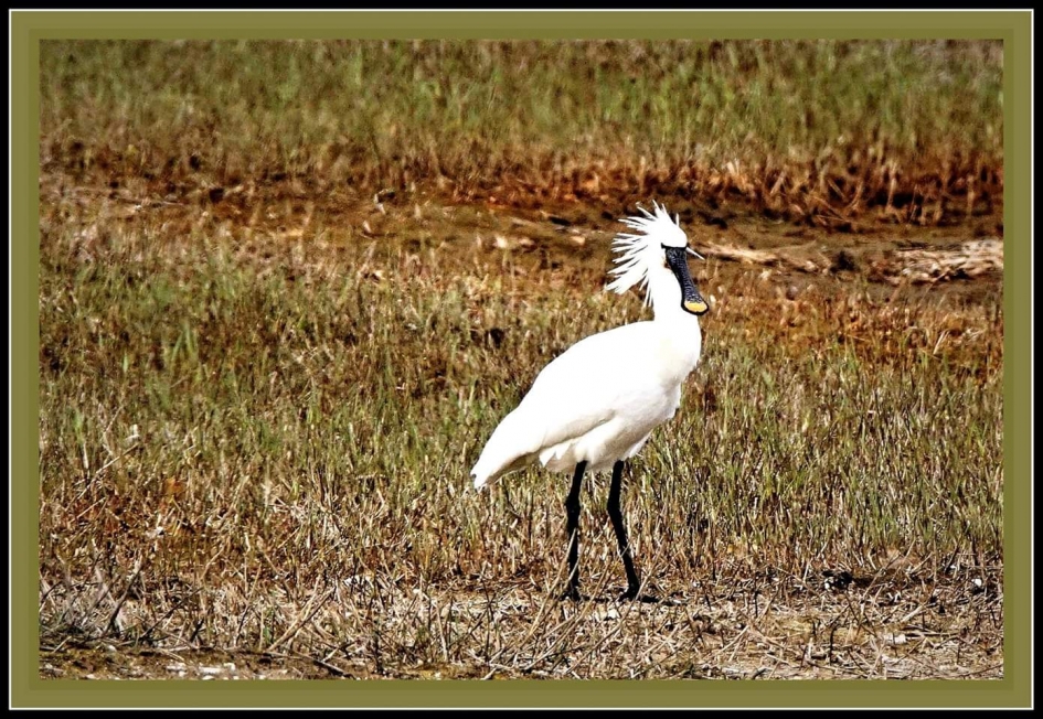 Kuifje - Vogels - Lepelaar