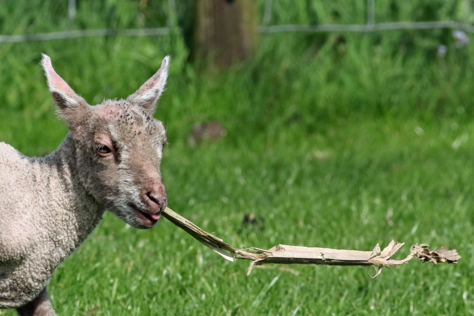 Lammetje (2) - Zoogdieren - 
