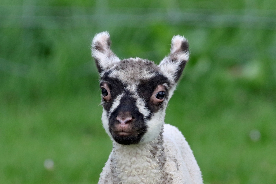 Lammetje - Zoogdieren - 