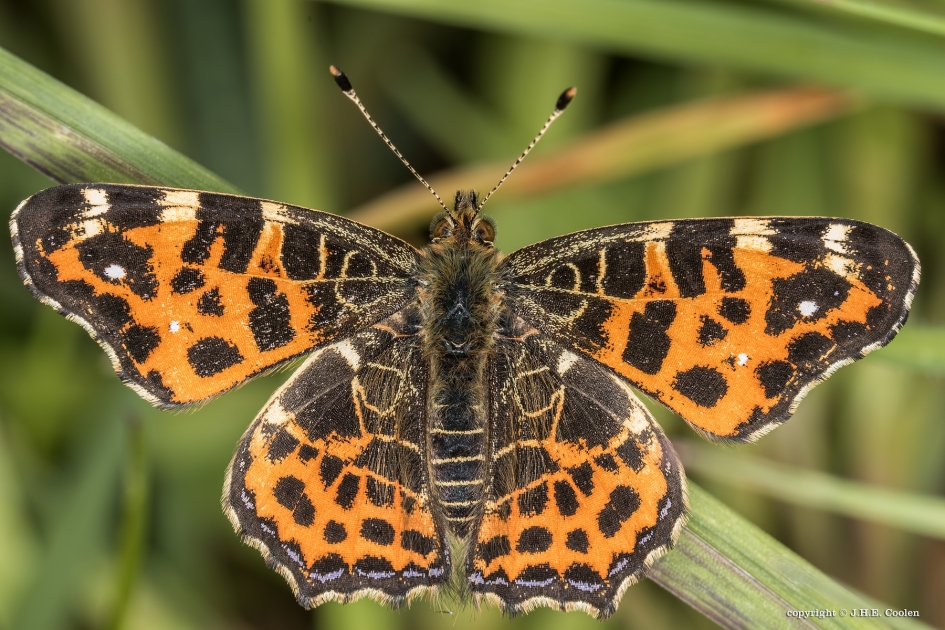 Landkaartje - Geleedpotigen - Landkaartje