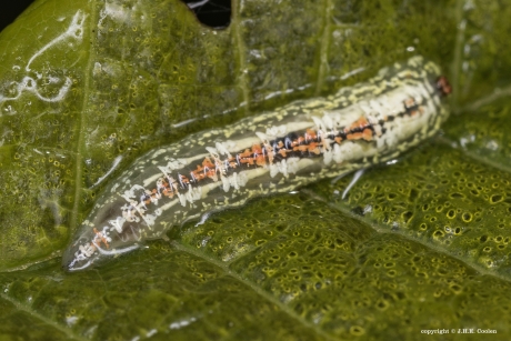 Larve van een Pyjamazweefvlieg 1