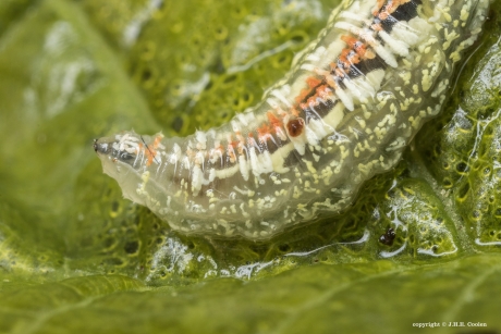 Larve van een Pyjamazweefvlieg 2