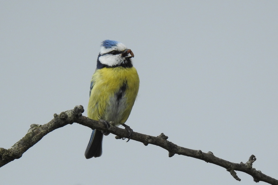 Lastig zingen met een rupsje in de snavel - Vogels - Pimpelmees
