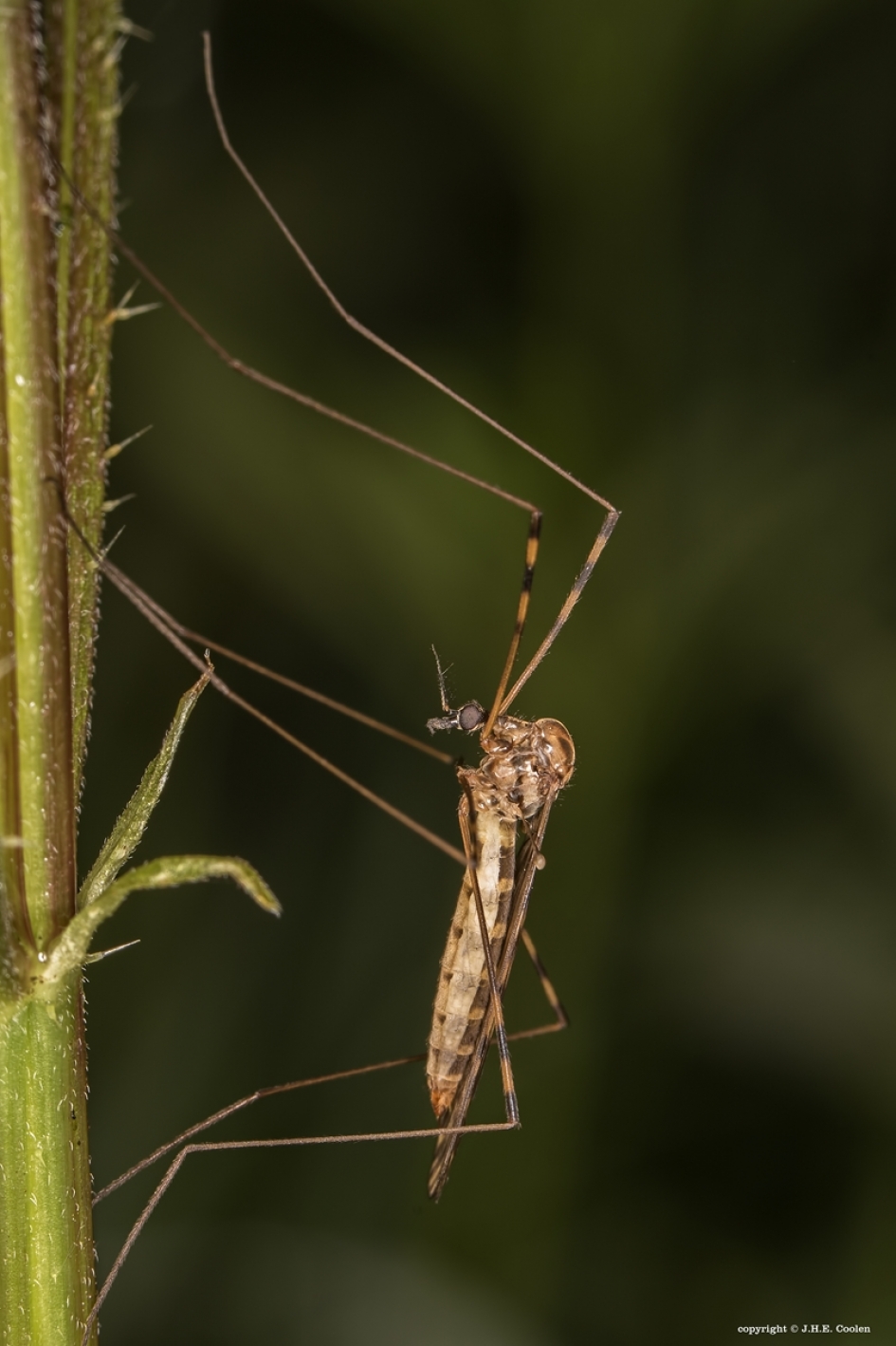 Lekker hangen - Geleedpotigen - Langpootmug