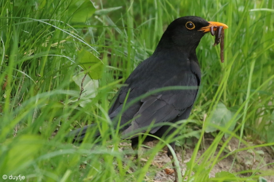 lekker hapje - Vogels - Merel