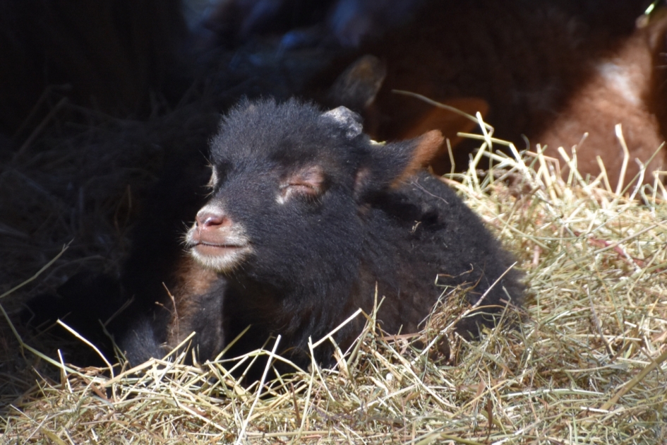 Lekker in het zonnetje... - Zoogdieren - 