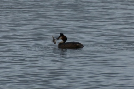 Lekker maaltje opgevist