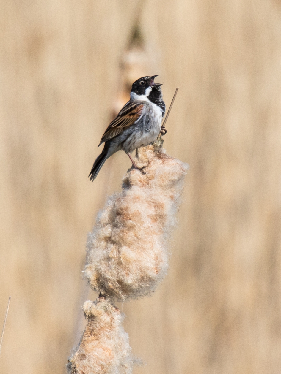Lentegevoel. - Vogels - Rietgors