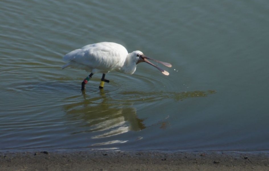 Lepelaar - Vogels - Lepelaar