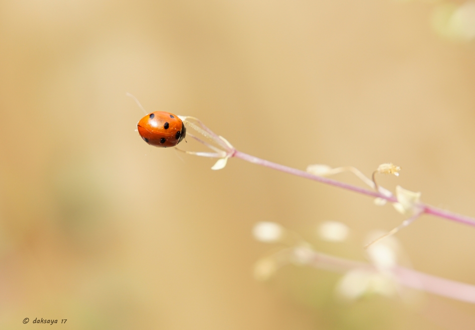 Lhb-tje - Geleedpotigen - 