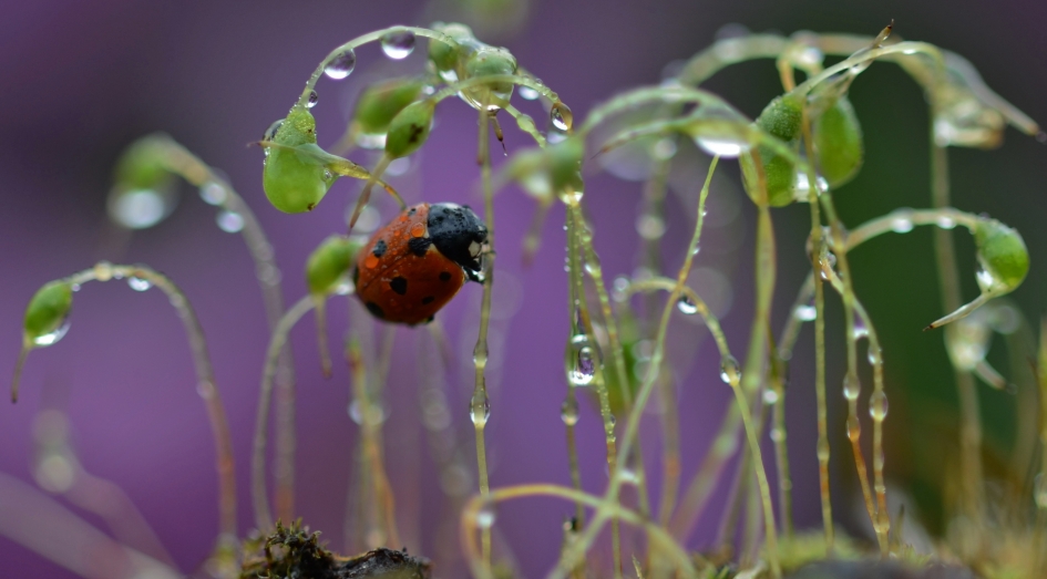 LHBtje in een minituintje - Geleedpotigen - Lieveheersbeestje