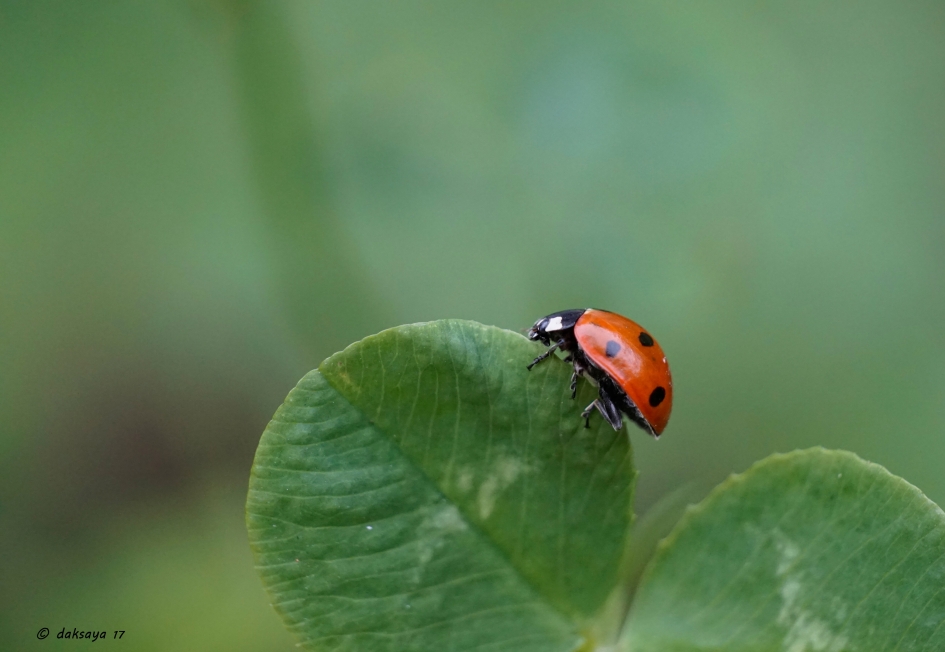 Lhb'tje op klaver - Geleedpotigen - 