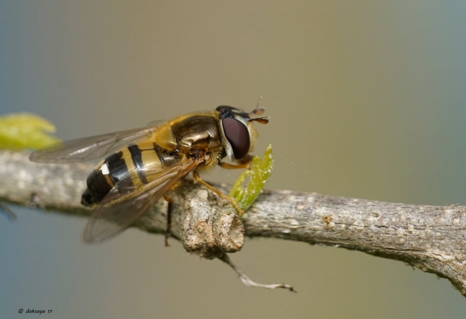 Likken aan.. - Geleedpotigen - 