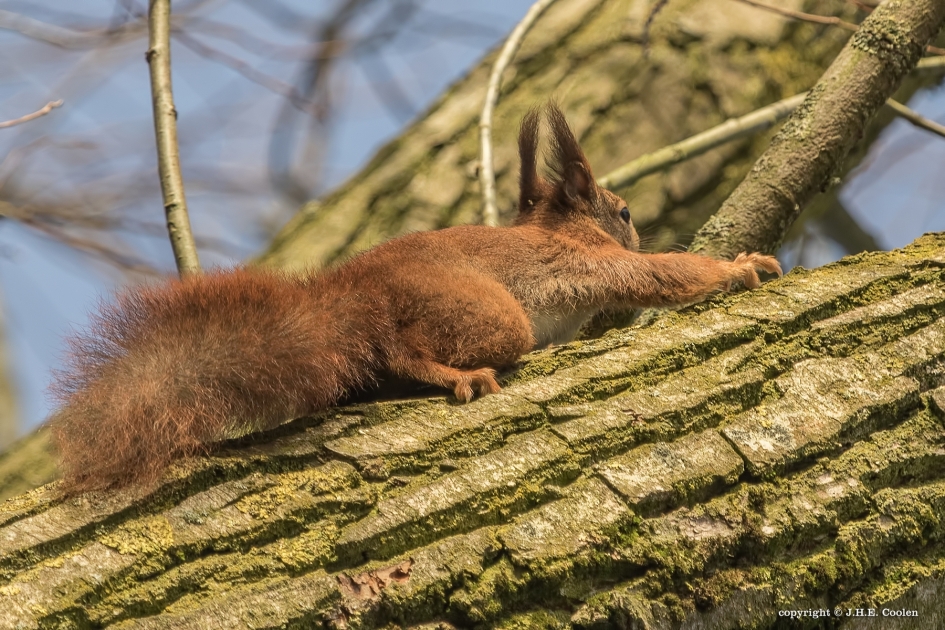 Luieren - Zoogdieren - Eekhoorn