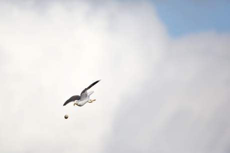 Mantelmeeuw laat gestolen ei vallen.....