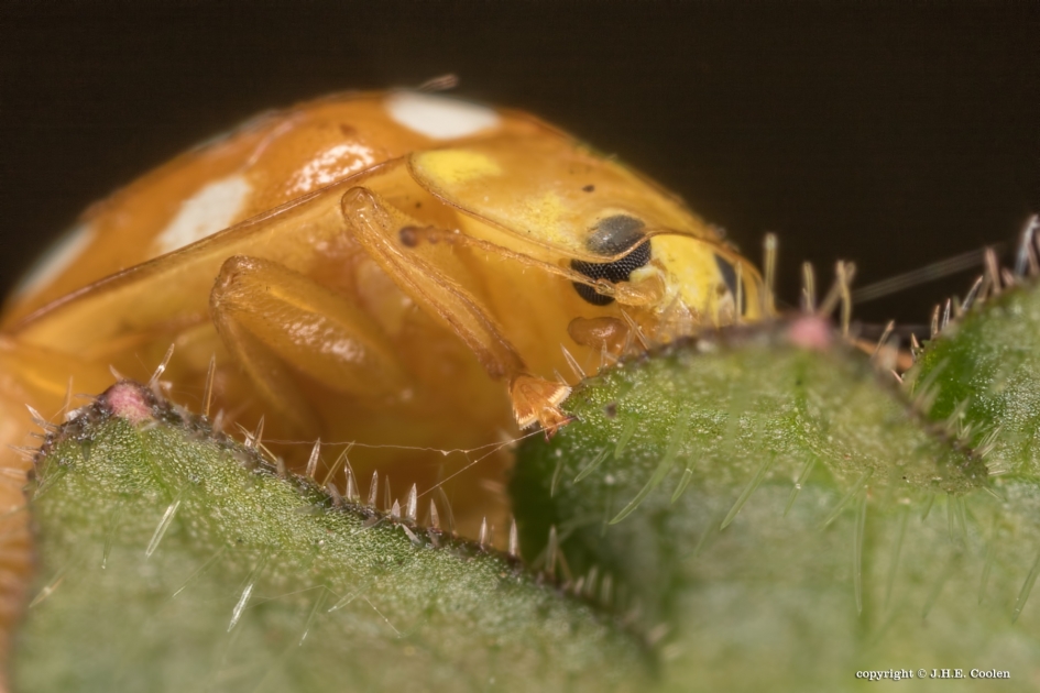 MeeldauwLHB - Geleedpotigen - Meeldauwlieveheersbeestje