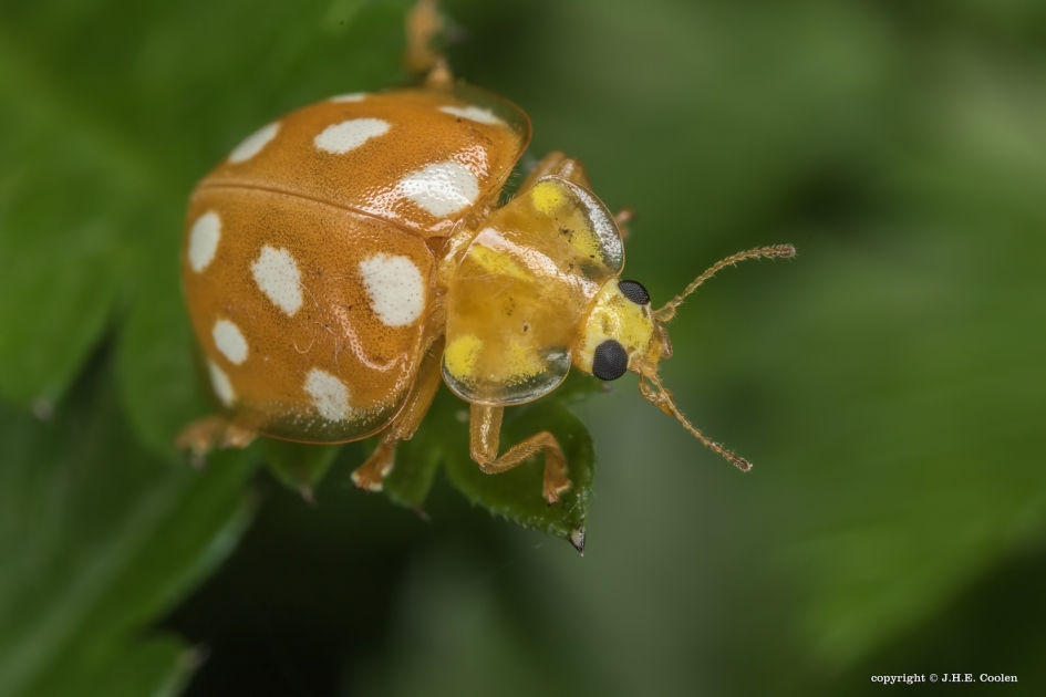 MeeldauwLHB - Geleedpotigen - meeldauwlieveheersbeestje