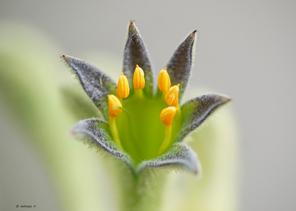 Meeldraden - Planten - 