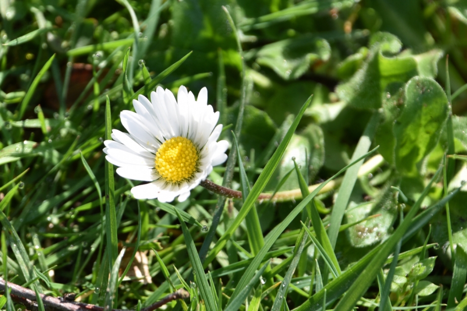 Meizoentje - Planten - 