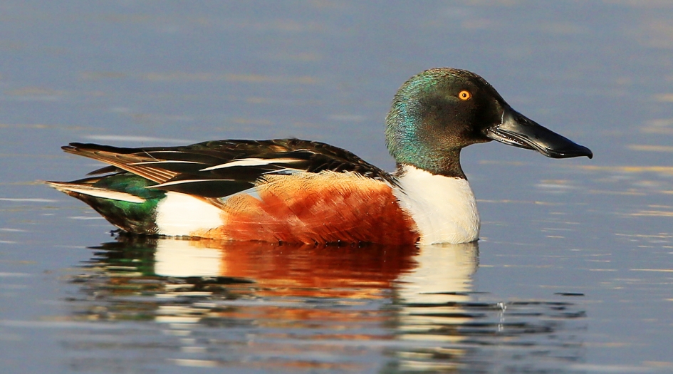 Meneertje Slob - Vogels - Slobeend