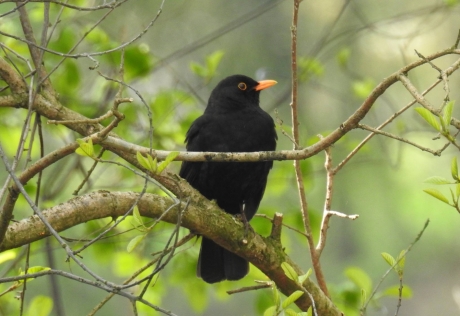 Merel fluit er op los, maar nu even niet.