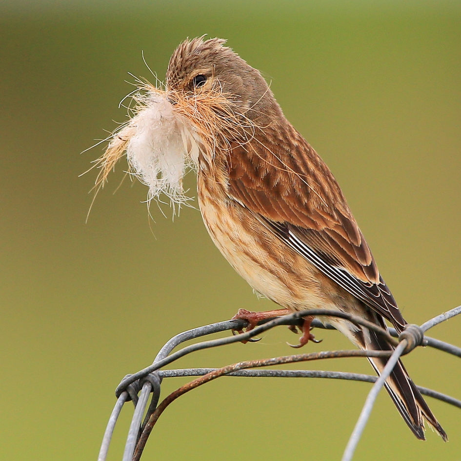 Mevrouw Kneu ... - Vogels - Kneu