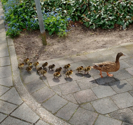 Moedereend met jonge eendjes aan de wandel