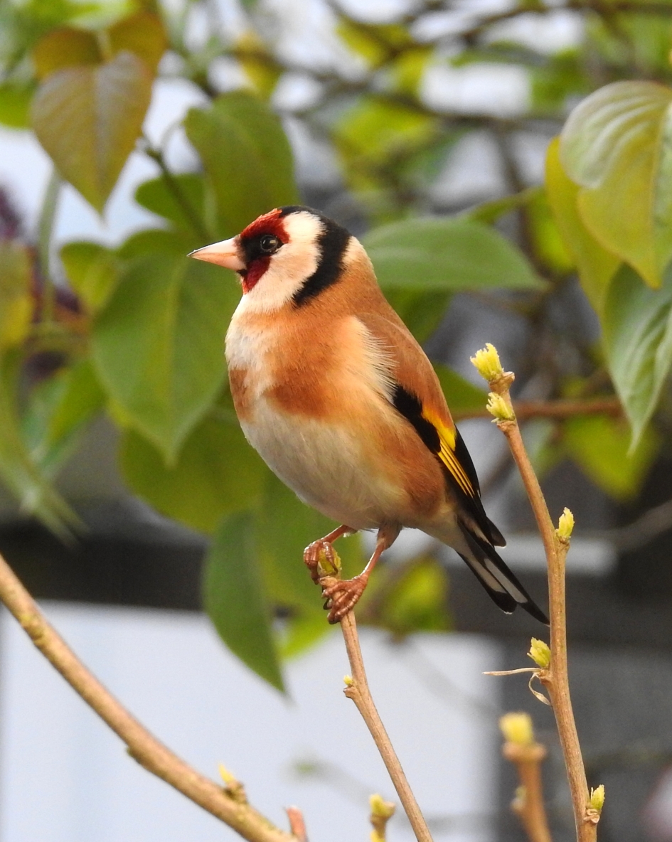 Mooi zitten zijn - Vogels - Putter