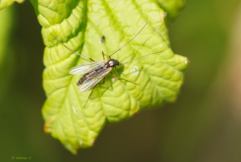 Mug - Geleedpotigen - 