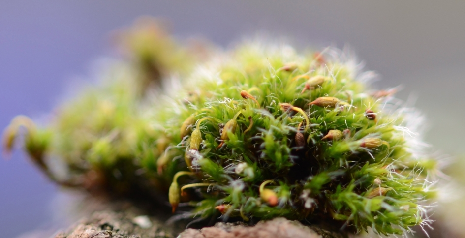 Muisjesmos - Planten - Muisjesmos