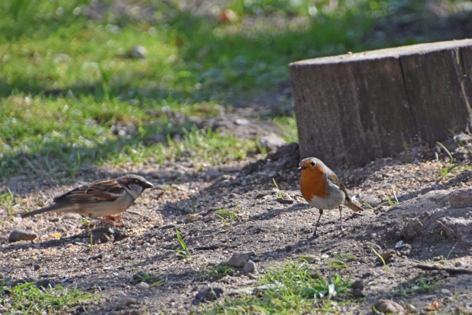 Mus en roodborst - Vogels - 