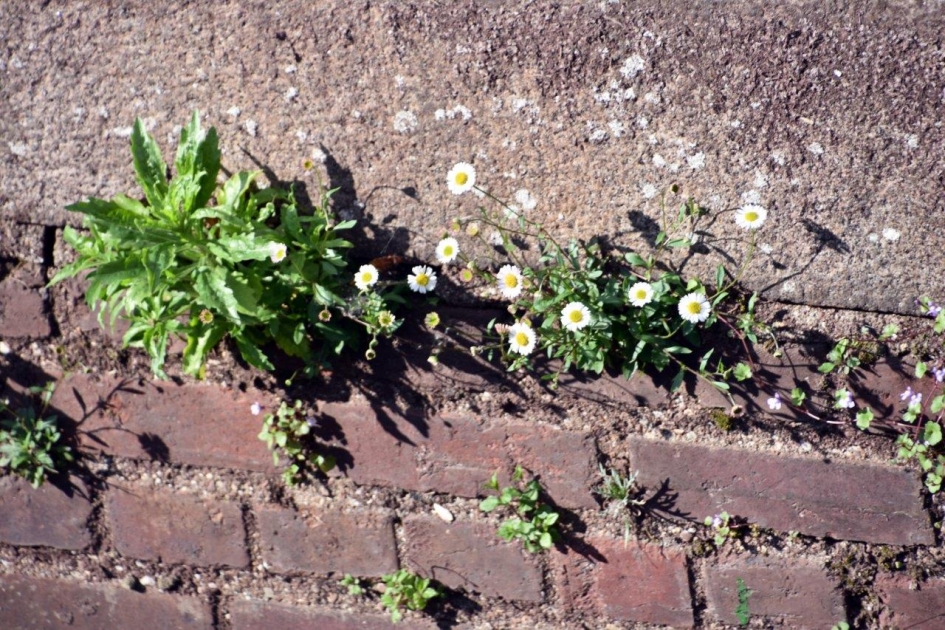 Muurbloempjes - Planten - 