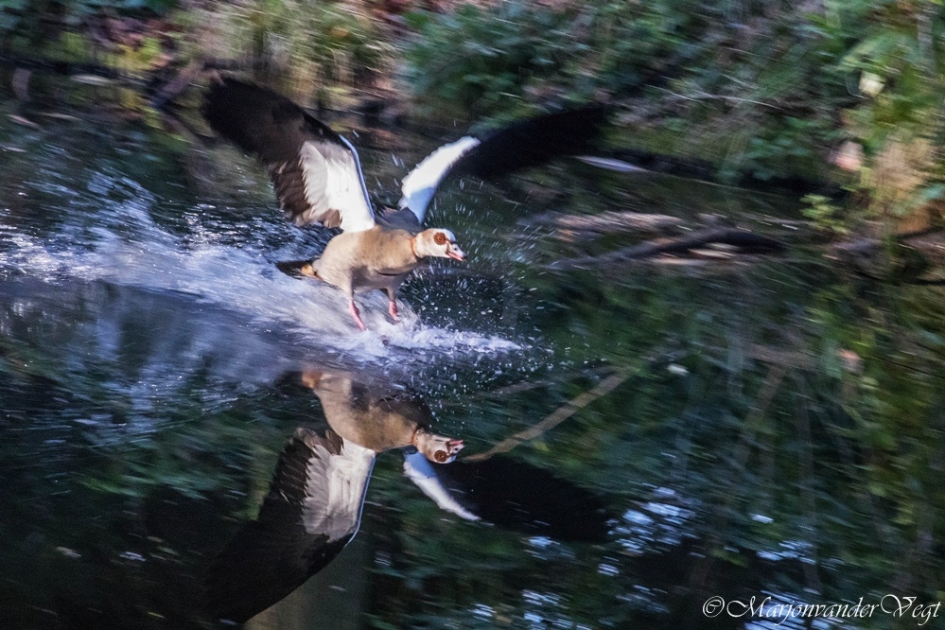 Waterskiër - Vogels - Nijlgans