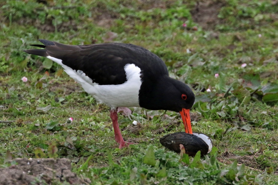 Hé, een mossel - Vogels - 