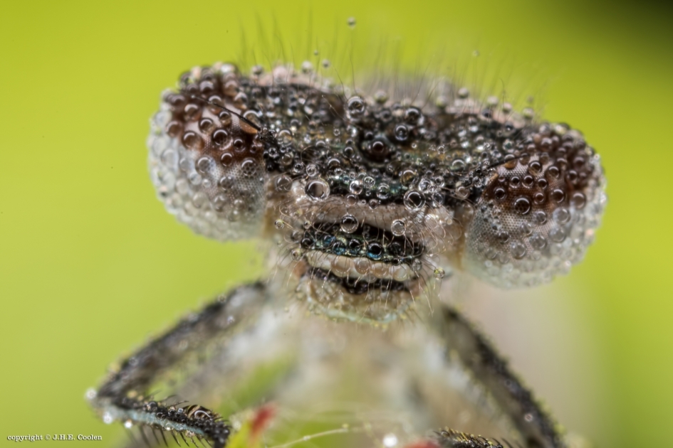 Koud hé - Geleedpotigen - Juffer