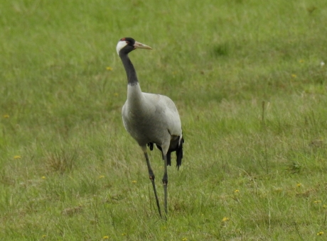 Kraanvogel bij Federow aan de Müritzsee