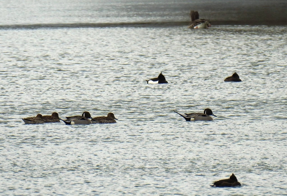 Pijlstaarten op de Warnkersee in het Müritz Nationalpark - Vogels - Pijlstaart