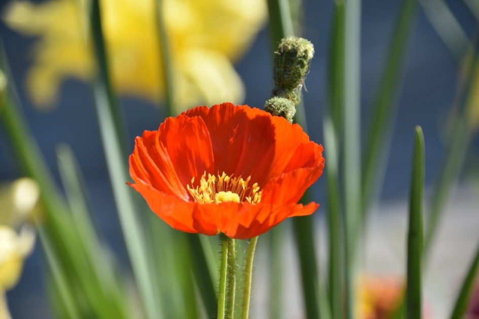 Natuur iets verder... - Planten - 