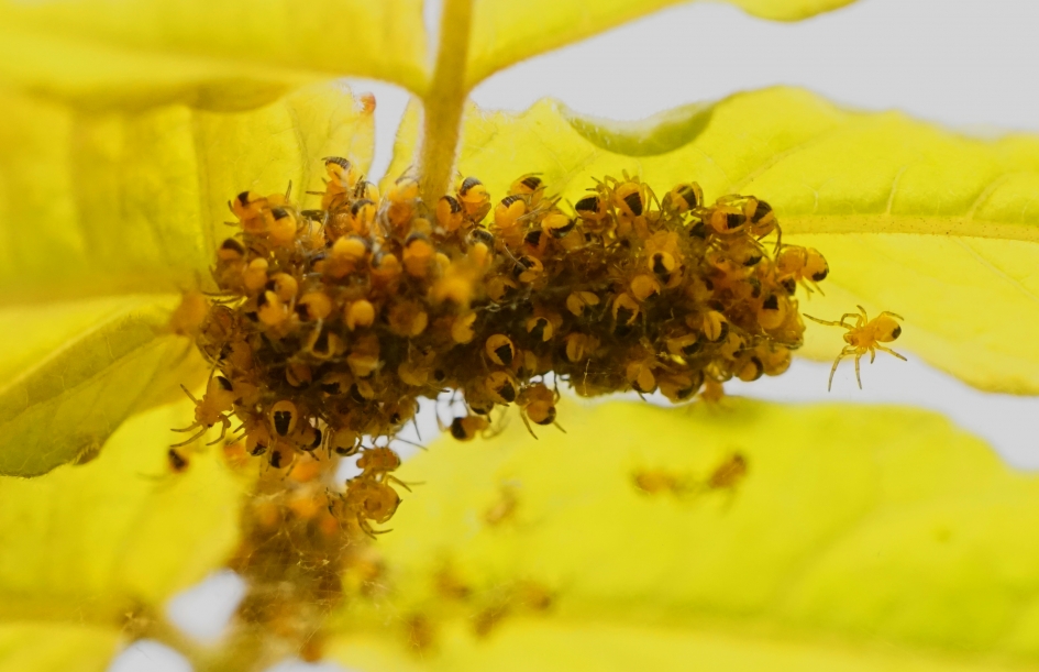 Nest jonge spinnen - Geleedpotigen - 