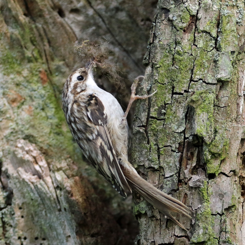 nestmateriaal - Vogels - 