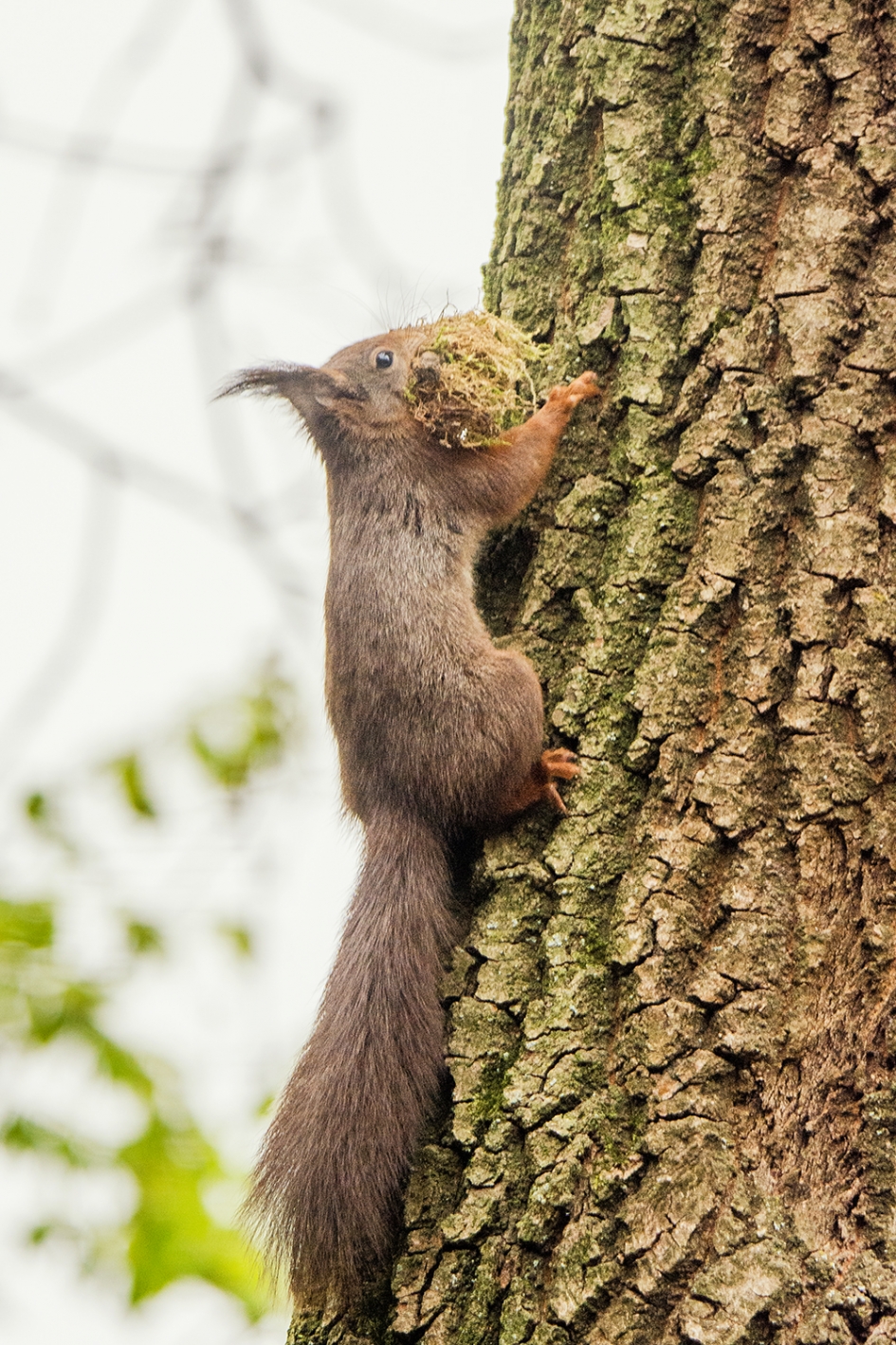 Nestmateriaal - Zoogdieren - 