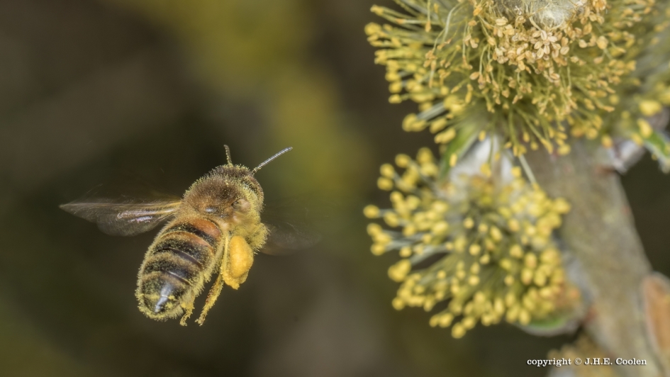 Niet genoeg - Geleedpotigen - Bij