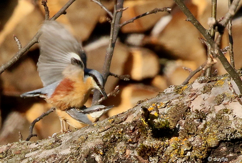 niet storen - Vogels - Boomklevers