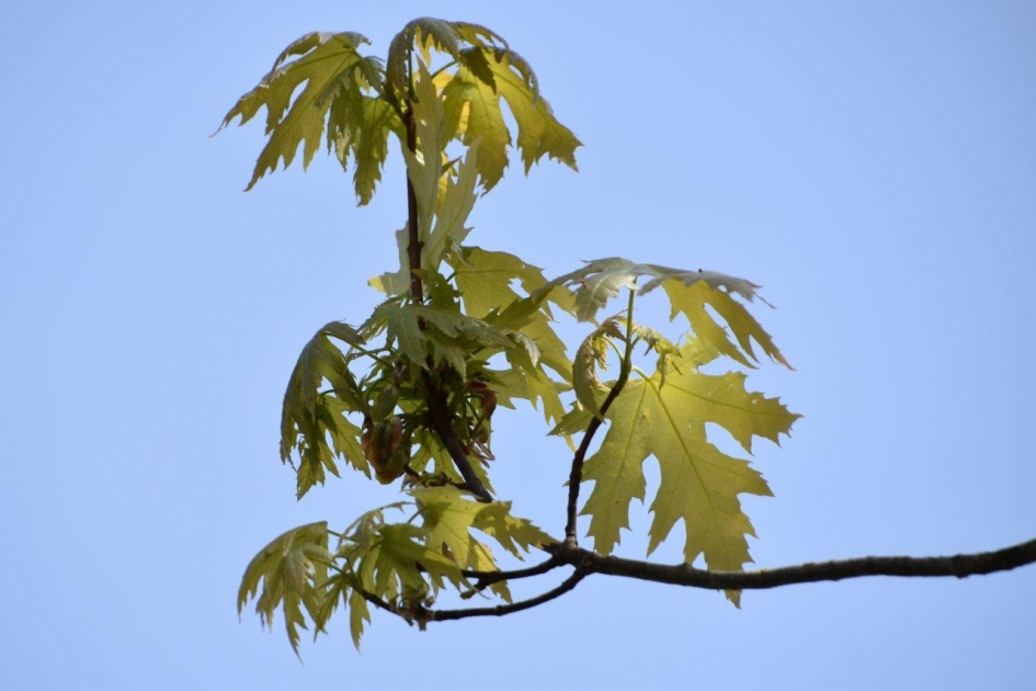 Nieuw blad - Planten - 
