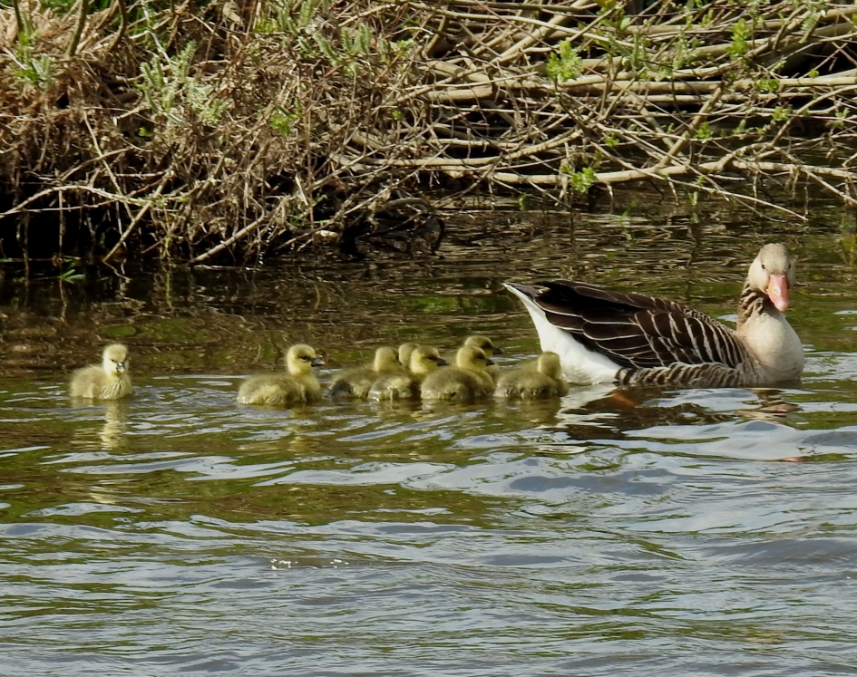 Nieuw leven met Pasen - Vogels - 
