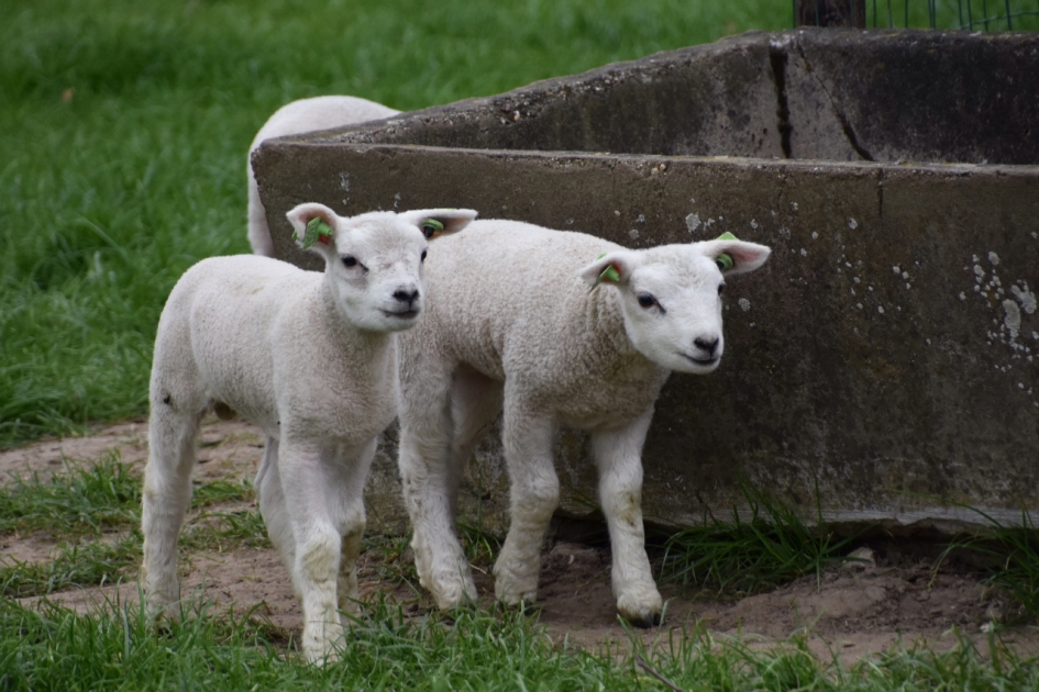 Nieuwsgierige lammetjes - Zoogdieren - 