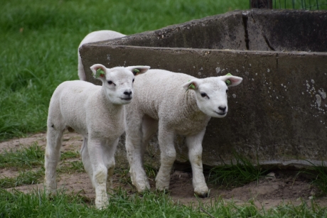 Nieuwsgierige lammetjes