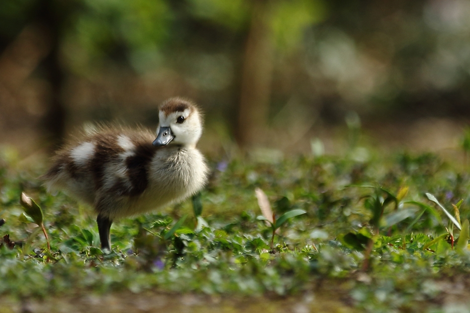 nijlgans kuiken -1- - Vogels - 