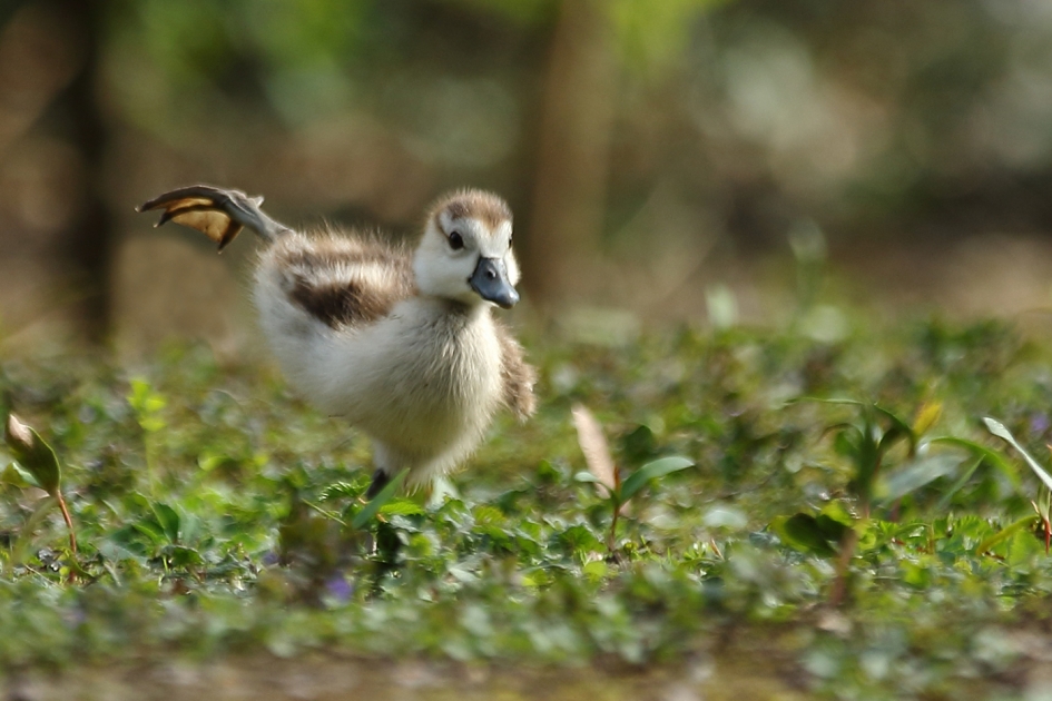 nijlgans kuiken -3- - Vogels - 