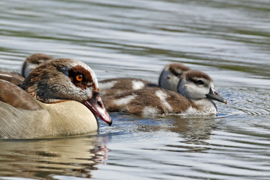 Nijlgans met jongen - Vogels - 
